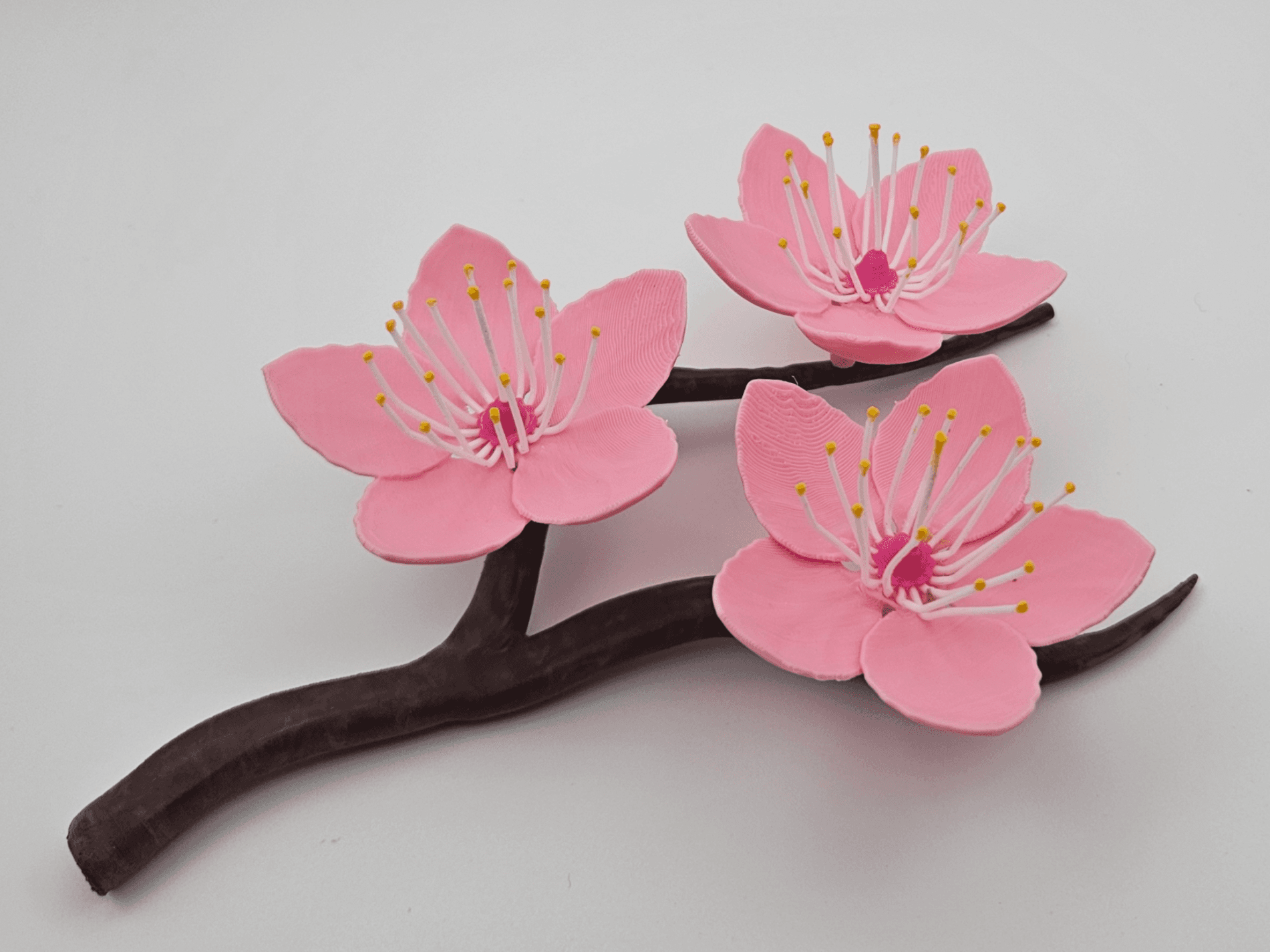 Galho de Flor de Cerejeira